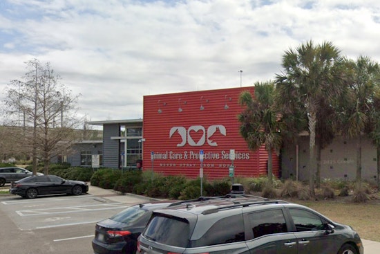 Jacksonville's ACPS Invites Community to Shelter Slumber Pawty for Animal Welfare