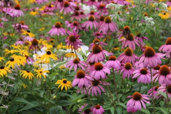 Join Dan Shaw for Free Pollinator-Friendly Landscaping Workshop at Westwood Hills Nature Center on Earth Day