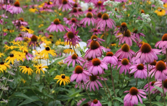 Join Dan Shaw for Free Pollinator-Friendly Landscaping Workshop at Westwood Hills Nature Center on Earth Day