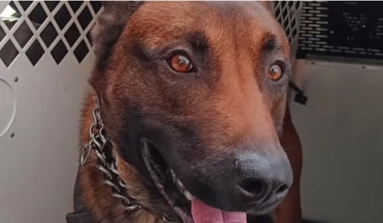 K-9 Hans Aids in Capture of Suspect Following Multi-Agency U-Haul Truck Chase in Portland Area