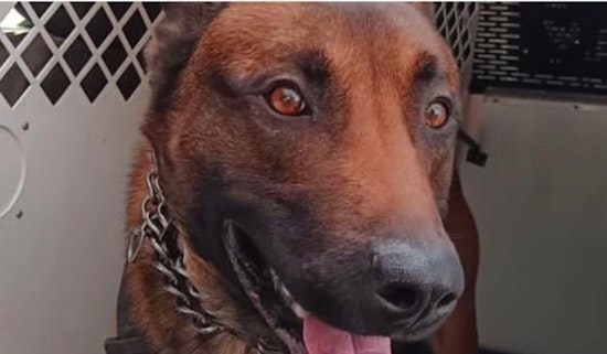 K-9 Hans Aids in Capture of Suspect Following Multi-Agency U-Haul Truck Chase in Portland Area