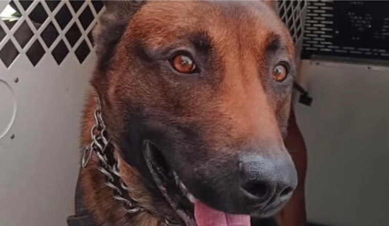 K-9 Hans Aids in Capture of Suspect Following Multi-Agency U-Haul Truck Chase in Portland Area