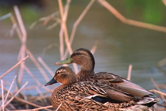 Kaua‘i Sanctuary Becomes Safe Haven for Endangered Hawaiian Waterbirds