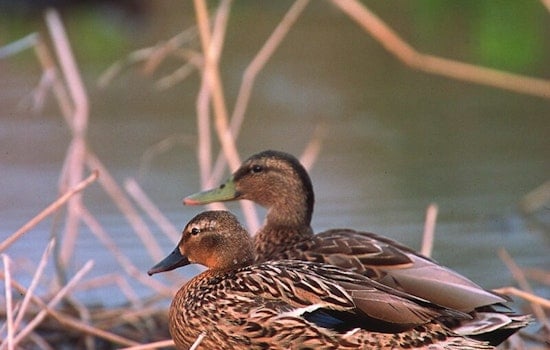 Kaua‘i Sanctuary Becomes Safe Haven for Endangered Hawaiian Waterbirds