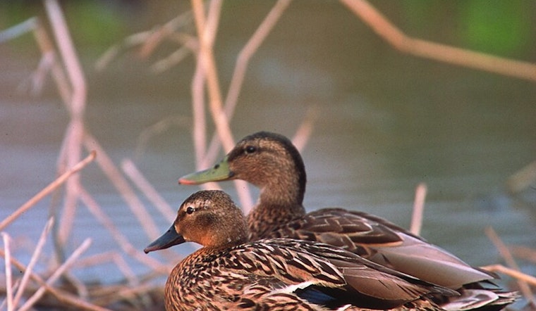 Kaua‘i Sanctuary Becomes Safe Haven for Endangered Hawaiian Waterbirds