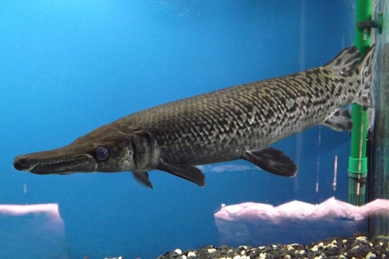 Kentucky Angler Reels in Potential World Record 153-Pound Alligator Gar in Texas Lake