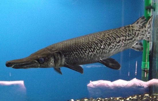 Kentucky Angler Reels in Potential World Record 153-Pound Alligator Gar in Texas Lake