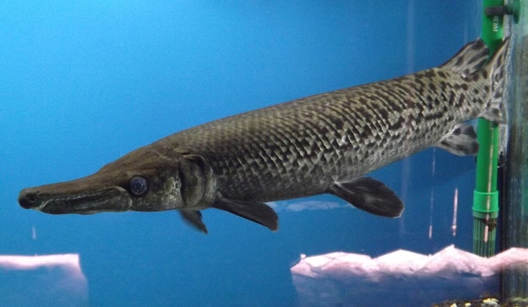 Kentucky Angler Reels in Potential World Record 153-Pound Alligator Gar in Texas Lake