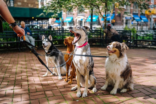 Lāna'i City Welcomes Four-Legged Friends: Fraser Avenue Dog Park Grand Opening on April 29
