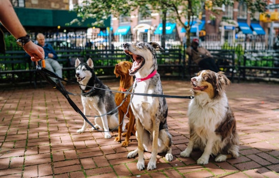 Lāna'i City Welcomes Four-Legged Friends: Fraser Avenue Dog Park Grand Opening on April 29