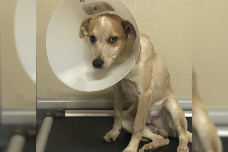 Las Cruces and SNAP Join Forces to Offer Free Spay/Neuter and Vaccination Vouchers for Pets