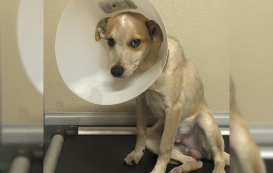 Las Cruces and SNAP Join Forces to Offer Free Spay/Neuter and Vaccination Vouchers for Pets