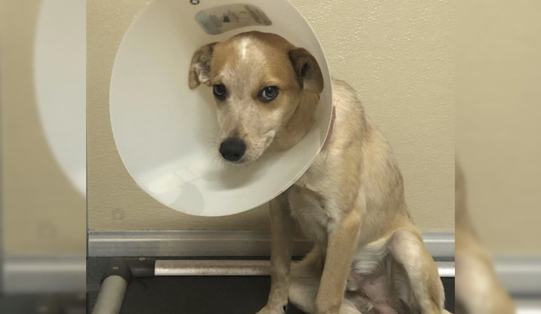 Las Cruces and SNAP Join Forces to Offer Free Spay/Neuter and Vaccination Vouchers for Pets