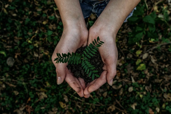 League City Celebrates Earth Day with Free Tree Giveaway on April 22