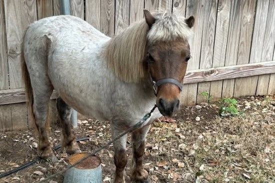 Leander Community and Police Host Miniature Horse Found Wandering in Vista Ridge Subdivision