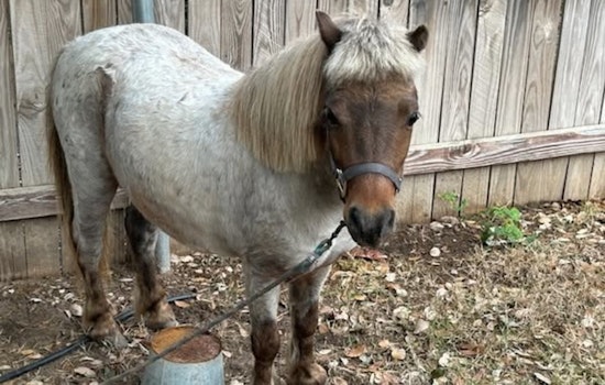 Leander Community and Police Host Miniature Horse Found Wandering in Vista Ridge Subdivision