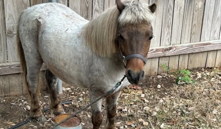 Leander Community and Police Host Miniature Horse Found Wandering in Vista Ridge Subdivision