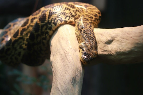 Los Angeles Hiker Evacuated by LAFD After Snake Bite in Griffith Park