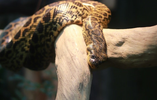 Los Angeles Hiker Evacuated by LAFD After Snake Bite in Griffith Park