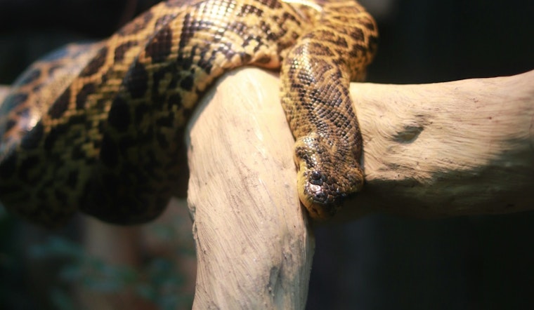 Los Angeles Hiker Evacuated by LAFD After Snake Bite in Griffith Park