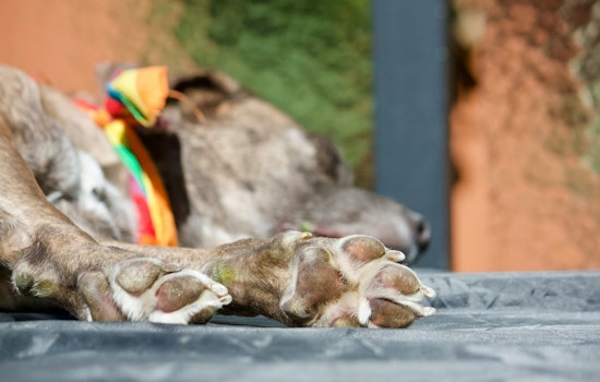 Los Angeles Man Arrested for Alleged Animal Cruelty, Accused of Striking Dog with Metal Leash