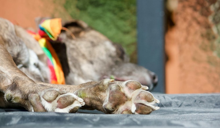 Los Angeles Man Arrested for Alleged Animal Cruelty, Accused of Striking Dog with Metal Leash