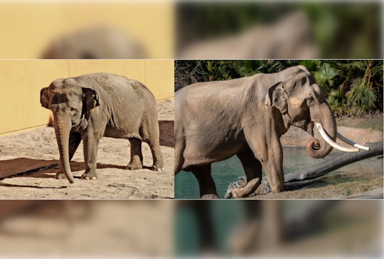 Los Angeles Zoo's Last Two Asian Elephants, Billy and Tina, to Join Tulsa's Elephant Preserve