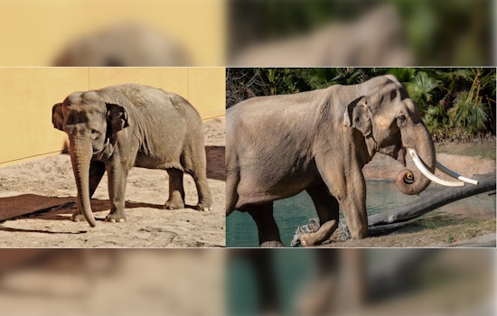 Los Angeles Zoo's Last Two Asian Elephants, Billy and Tina, to Join Tulsa's Elephant Preserve