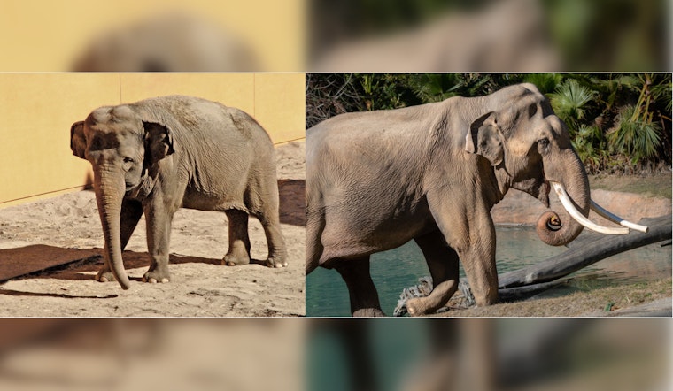 Los Angeles Zoo's Last Two Asian Elephants, Billy and Tina, to Join Tulsa's Elephant Preserve