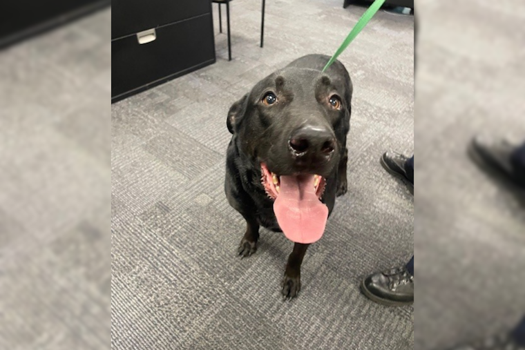 UPDATE: Lost Black Labrador Reunited with Owner in Jackson Township, Ohio, Thanks to Police and Social Media Efforts