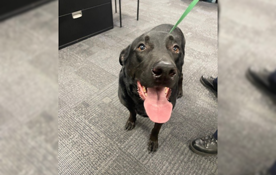 UPDATE: Lost Black Labrador Reunited with Owner in Jackson Township, Ohio, Thanks to Police and Social Media Efforts