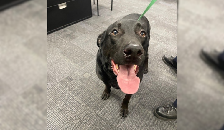 UPDATE: Lost Black Labrador Reunited with Owner in Jackson Township, Ohio, Thanks to Police and Social Media Efforts
