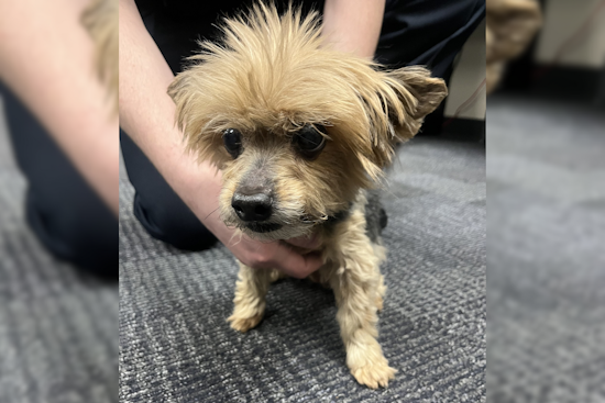 Lost Dog Found on Towpath Trail near Massillon, Jackson Township Police Seek Owner