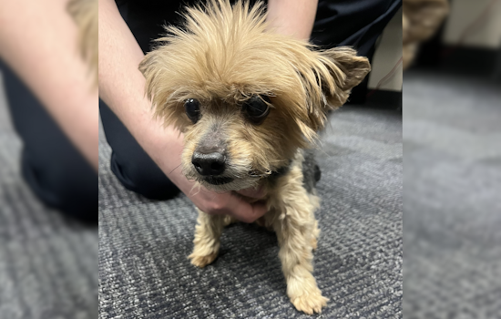Lost Dog Found on Towpath Trail near Massillon, Jackson Township Police Seek Owner