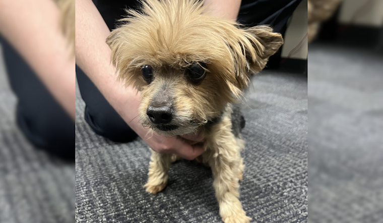 Lost Dog Found on Towpath Trail near Massillon, Jackson Township Police Seek Owner