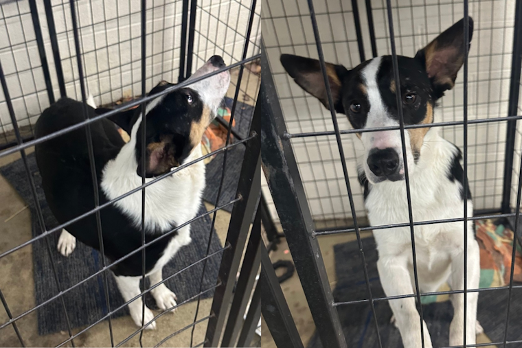 Lost Dog Reunited with Owner in Stark County Thanks to Jackson Township Police and Social Media Efforts