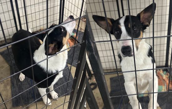 Lost Dog Reunited with Owner in Stark County Thanks to Jackson Township Police and Social Media Efforts