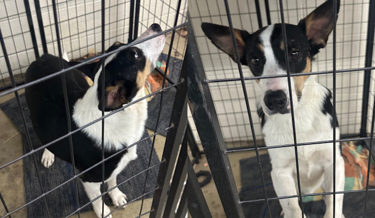 Lost Dog Reunited with Owner in Stark County Thanks to Jackson Township Police and Social Media Efforts