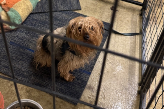 Lost Pup with Blue Harness Found Wandering in Jackson Township, Police Seek Owner
