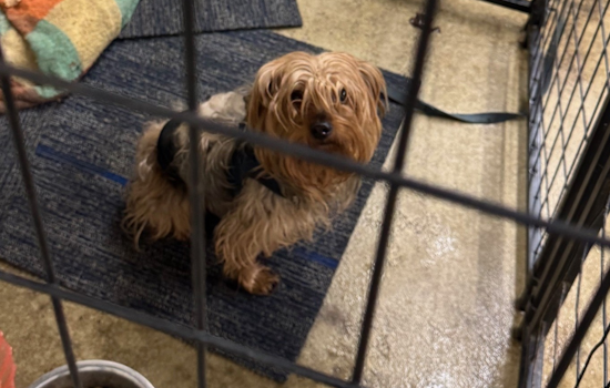 Lost Pup with Blue Harness Found Wandering in Jackson Township, Police Seek Owner