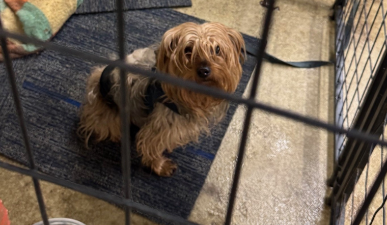 Lost Pup with Blue Harness Found Wandering in Jackson Township, Police Seek Owner