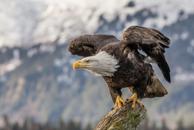Lummi Nation Member Charged with Illegal Firearm Possession and Killing of Protected Bald Eagles