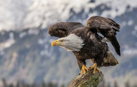 Lummi Nation Member Charged with Illegal Firearm Possession and Killing of Protected Bald Eagles
