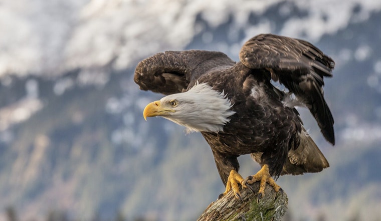 Lummi Nation Member Charged with Illegal Firearm Possession and Killing of Protected Bald Eagles
