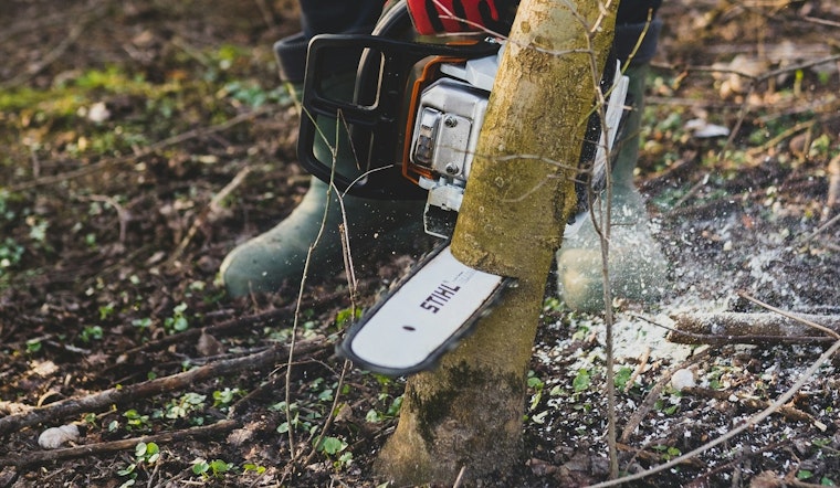 Man Accused of Chainsaw Vandalism on LA Trees, Faces Felony Charges and $347K in Damages