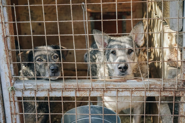 Mankato Officials Warn Against False 'Stray Dog' Reports; Legal Consequences for Pet Abandonment Highlighted