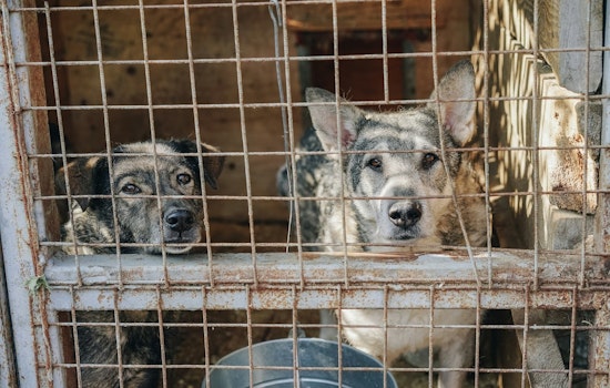 Mankato Officials Warn Against False 'Stray Dog' Reports; Legal Consequences for Pet Abandonment Highlighted