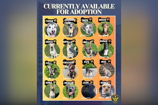 Manteca Animal Services Invites Locals to Adopt Dogs Awaiting a Forever Home