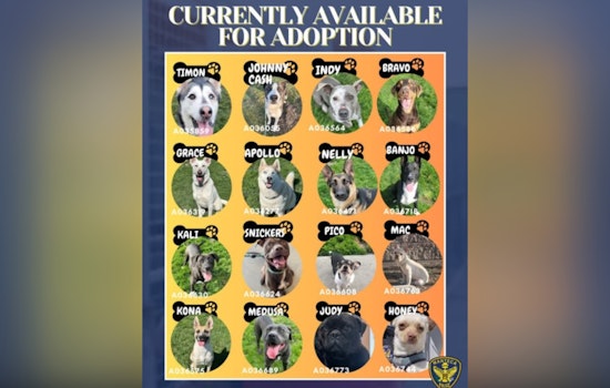 Manteca Animal Services Invites Locals to Adopt Dogs Awaiting a Forever Home