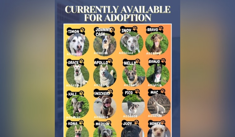 Manteca Animal Services Invites Locals to Adopt Dogs Awaiting a Forever Home